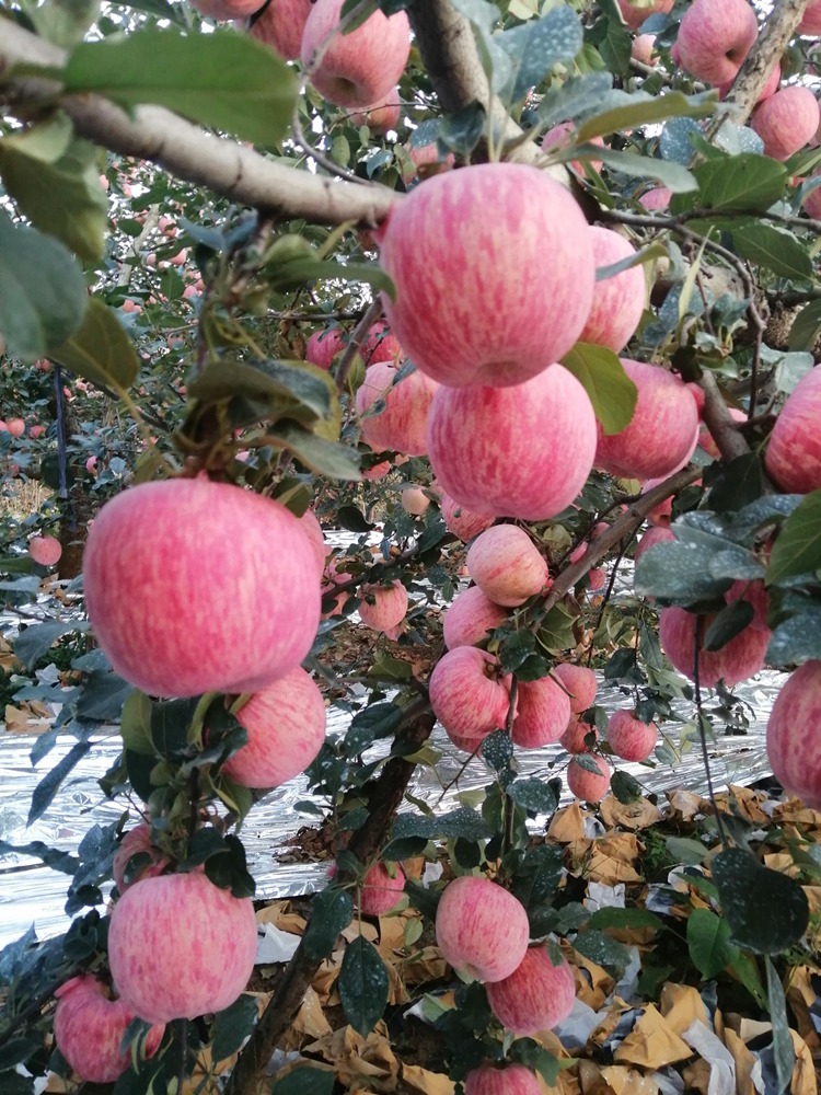 OEŷ��|�ٷ���վ