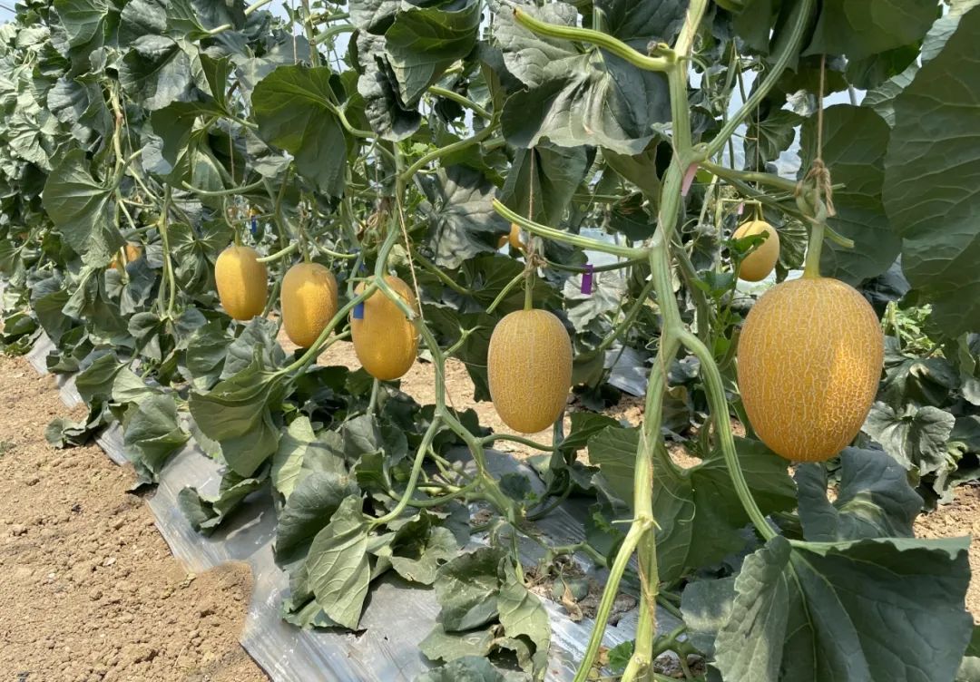 OEŷ��|�ٷ���վ