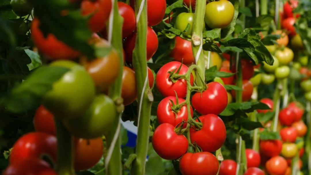 OEŷ��|�ٷ���վ