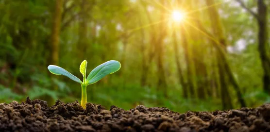 Planting seedlings young plant in the morning light on nature background